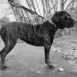 Collar cuero mascota