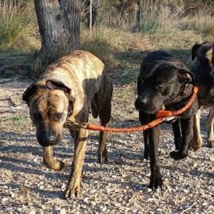 Collares y correas de adiestramiento canino